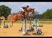 Kresus du Bosquetia Exceptional 10-Year-Old SBS palomino Gelding | 16.2hh | immaculate clean BS record upto 1.35