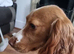 3 Cocker spaniel dogs