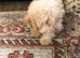 Cockerpoo