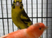 Himalayan finch for sale