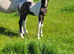2 smashing foals