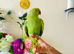 Hand Tamed/ Untamed Ringneck available for Sale
