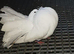 Most lovely pair of fantails