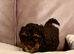 Kc registered toy poodle