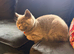 British shorthair kitten