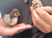 Various Chicks and Ducklings
