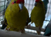 Beautiful Kakriki for sale