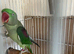 Beautiful Alexandrian for sale