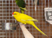 Kakarikis