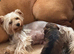 YorkiepooREDUCED