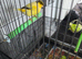 Bonded pair canaries