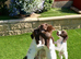 English  Springer Spaniel  puppies