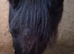 I have lovely gelding for sale