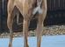 Missing!!!!! Brindle lurcher