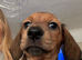 BEAUTIFUL RED DAPPLE MINIATURE DACHSHUNDS