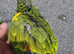 Blue-fronted Amazon Chicks – Healthy & Well Cared For
