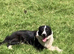 Beautiful Girls looking for their new home.