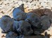 6 stunning F1 cockapoo puppies