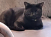 beautiful Burmese/ cross X2