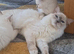 GCCF lilac Ragdoll boy kittens