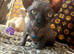 Sphynx kittens ready to leave