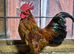 Serama pairs, trios looking for new homes
