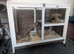 Looking for a girly guinea pig please