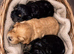 F1 cockapoo puppies