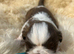 Chocolate Imperial Shihtzu