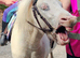 Shetland/Dartmoor 10.3hh Gelding