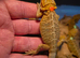 16 baby beardied dragons ready for forever homes