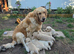 Gorgeous Golden Retriever Puppies KC Reg