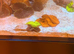 Marine tank, fish and corals for sale. All must go