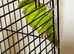 Baby Lineolated Parakeets