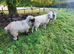Swiss Valais Black Nose ram for sale or loan.