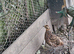 Reeves Pheasants