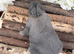 4 x Beautiful Continental Giant × French Lop Babies