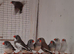 Zebra finches