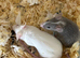 Fancy mice