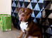 Three dogs for rehoming