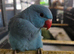 Hand Reared Blue Cleartail Female