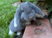 5 French lop
