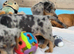 Beautiful dachshunds 3 left