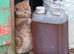FRIENDLY FARM REARED GINGER KITTENS