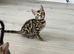Stunning full pedigree registered bengal kittens