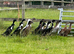 7 WEEK OLD INDIAN RUNNER DUCKS