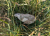 Coturnix quail chicks