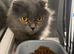 Cat female 5 yr