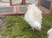 2 frizzle bantams
