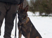 Lovely male dog for sale